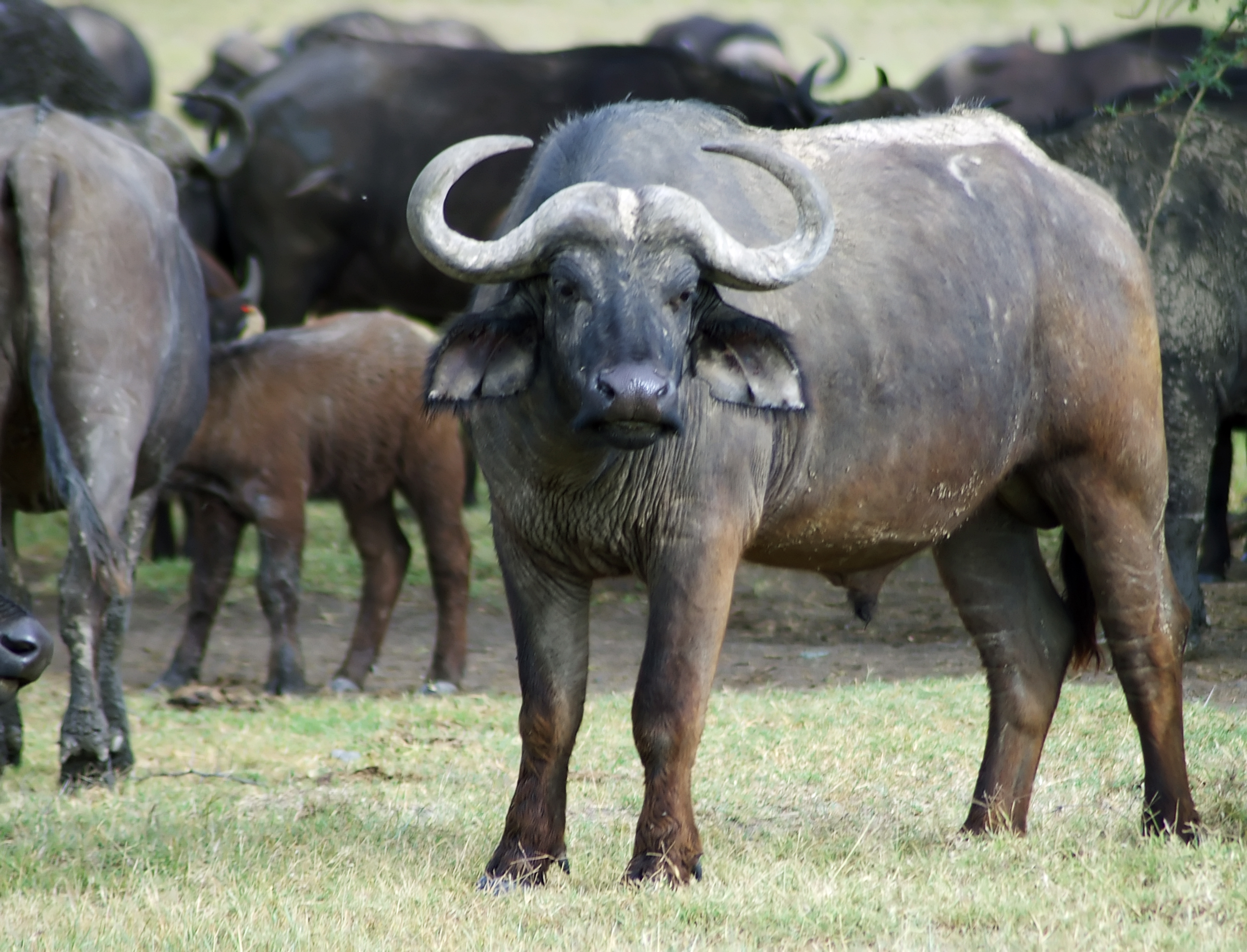 Water Buffalo Africa