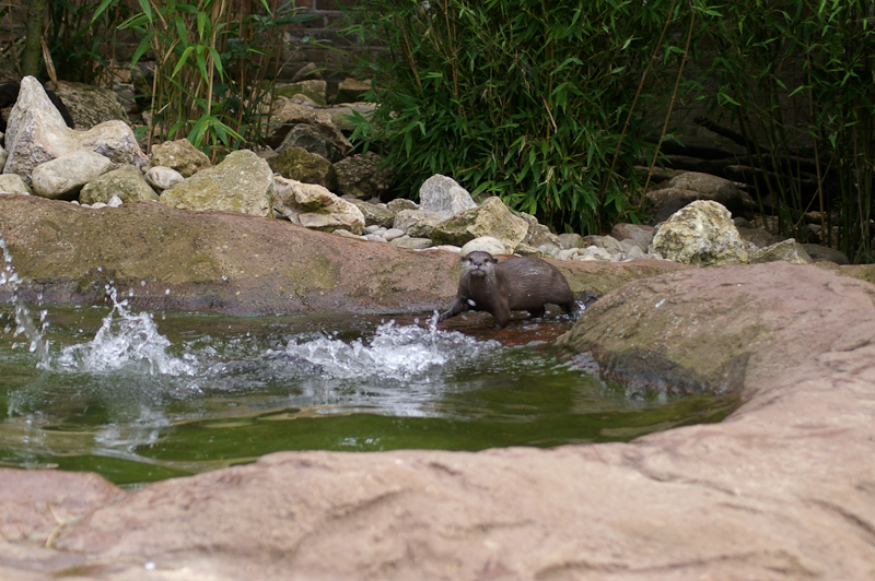 Otter Fun